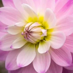 DAHLIA 'Figurine'