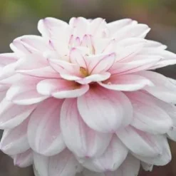 DAHLIA 'Fusion' -UK Garden Supplies Sales Shop dahlia fusion 2
