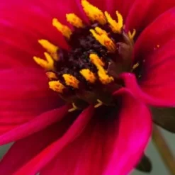 DAHLIA 'Haresbrook' (Sin)