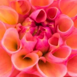 DAHLIA 'Harmari Rose' -UK Garden Supplies Sales Shop dahlia harmari rose 5140017