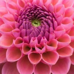 DAHLIA 'Harmari Rose'