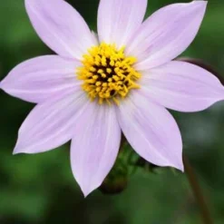 DAHLIA Merckii