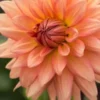 DAHLIA 'Shandy' -UK Garden Supplies Sales Shop dahlia shandy 7010146 2