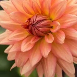 DAHLIA 'Shandy'