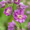 DELPHINIUM Astolat Group -UK Garden Supplies Sales Shop delphinium astolat group 6230715