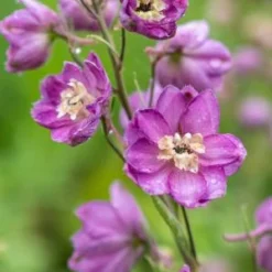 DELPHINIUM Astolat Group