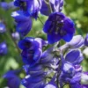 DELPHINIUM Black Knight Group -UK Garden Supplies Sales Shop delphinium black knight group 7290101