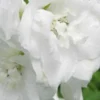 DELPHINIUM Galahad Group -UK Garden Supplies Sales Shop delphinium galahad group