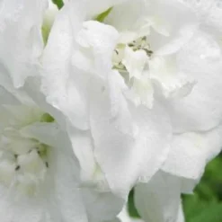 DELPHINIUM Galahad Group