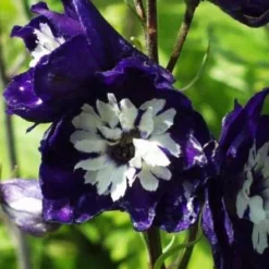 DELPHINIUM King Arthur Group -UK Garden Supplies Sales Shop delphinium king arthur group