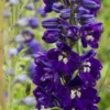 DELPHINIUM King Arthur Group -UK Garden Supplies Sales Shop delphinium king arthur group 7140091