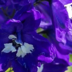 DELPHINIUM King Arthur Group -UK Garden Supplies Sales Shop delphinium king arthur group 7190052