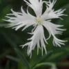 DIANTHUS Arenarius 'Little Maiden' -UK Garden Supplies Sales Shop dianthus arenarius little maiden 4272252 2