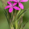 DIANTHUS Armeria -UK Garden Supplies Sales Shop dianthus armeria 9070089 2