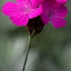 DIANTHUS Carthusianorum