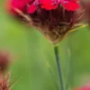 DIANTHUS Cruentus 2 DIANTHUS Cruentus -UK Garden Supplies Sales Shop dianthus cruentus 4250019 3
