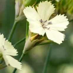 DIANTHUS Knappii