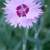 DIANTHUS 'Old Clove' -UK Garden Supplies Sales Shop dianthus old clove 5120128