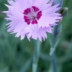 DIANTHUS 'Old Clove'