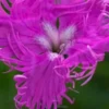 DIANTHUS Superbus 'Primadonna' -UK Garden Supplies Sales Shop dianthus superbus primadonna 7140040