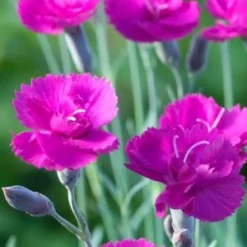 DIANTHUS 'Warden Hybrid'