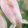 DICENTRA 'Stuart Boothman' 2 DICENTRA 'Stuart Boothman' -UK Garden Supplies Sales Shop dicentra stuart boothman
