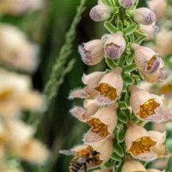 DIGITALIS Ferruginea -UK Garden Supplies Sales Shop digitalis ferrunginea 7291051