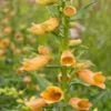 DIGITALIS Goldcrest ('Waldigone'PBR) 2 DIGITALIS Goldcrest ('Waldigone'PBR) -UK Garden Supplies Sales Shop digitalis goldcrest 7230002