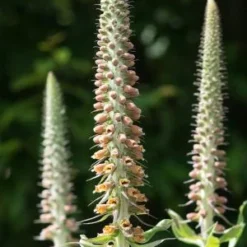 DIGITALIS Parviflora Jacq.