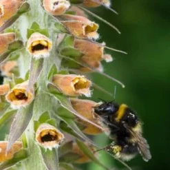 DIGITALIS Parviflora Jacq. -UK Garden Supplies Sales Shop digitalis parviflora 6150805