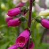 DIGITALIS Purpurea 'Camelot Series' -UK Garden Supplies Sales Shop digitalis purpurea camelot 2 2 2