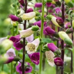 DIGITALIS Purpurea 'Camelot Series' -UK Garden Supplies Sales Shop digitalis purpurea camelot 6270513 2