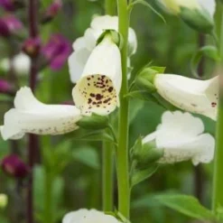 DIGITALIS Purpurea 'Camelot Series' -UK Garden Supplies Sales Shop digitalis purpurea camelot 6270515