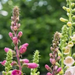 DIGITALIS Purpurea 'Camelot Series' -UK Garden Supplies Sales Shop digitalis purpurea camelot by sales shed 7010767