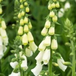 DIGITALIS Purpurea F. Albiflora