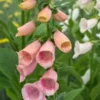 DIGITALIS Purpurea 'Sutton's Apricot' -UK Garden Supplies Sales Shop digitalis purpurea sutton s apricot 5170152