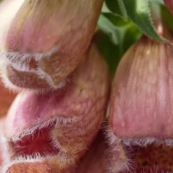 DIGITALIS X Mertonensis