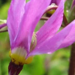 DODECATHEON Meadia 'Goliath'