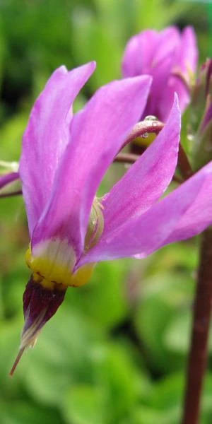 DODECATHEON Meadia 'Goliath' 3 DODECATHEON Meadia 'Goliath'