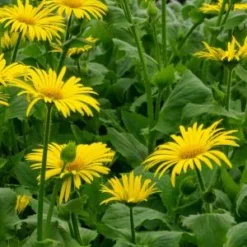 DORONICUM X Excelsum 'Harpur Crewe' 6 DORONICUM X Excelsum 'Harpur Crewe' -UK Garden Supplies Sales Shop doronicum harper crewe 3200556