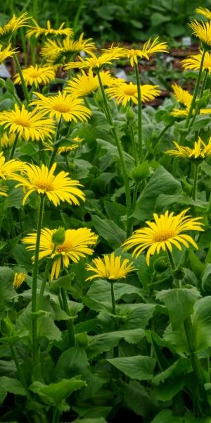 DORONICUM X Excelsum 'Harpur Crewe' 4 DORONICUM X Excelsum 'Harpur Crewe' - Image 2