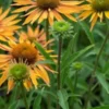 ECHINACEA 'Big Kahuna' PBR -UK Garden Supplies Sales Shop echinacea big kahuna 6230756 2