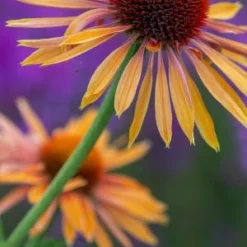 ECHINACEA 'Big Kahuna' PBR -UK Garden Supplies Sales Shop echinacea big kahuna 7260844