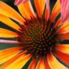 ECHINACEA 'Hot Summer' PBR -UK Garden Supplies Sales Shop echinacea hot summer