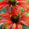 ECHINACEA 'Julia' (Butterfly Series) PBR -UK Garden Supplies Sales Shop echinacea julia 6