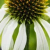 ECHINACEA Purpurea 'Avalanche' (Butterfly Series) PBR -UK Garden Supplies Sales Shop echinacea purpurea avalanche 8080279 2