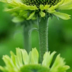 ECHINACEA Purpurea 'Green Jewel' PBR