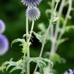 ECHINOPS Ritro 'Veitch's Blue'