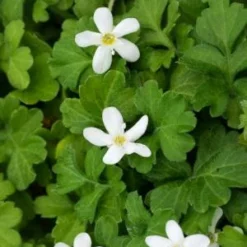 ELLISIOPHYLLUM Pinnatum