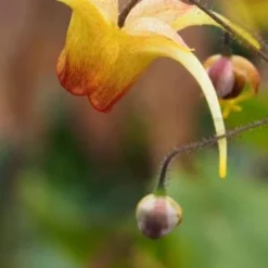 EPIMEDIUM 'Amber Queen' PBR